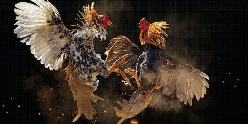 bi-quyet-chien-thang-da-ga-kuwin