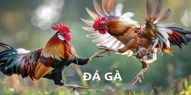 cac-hinh-thuc-da-ga-truc-tiep-thomo-c1